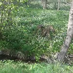 Bochmann * Zalaszanto