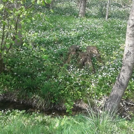 Bochmann * Zalaszanto