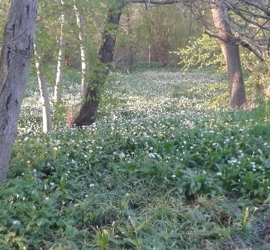 Bochmann アパート *